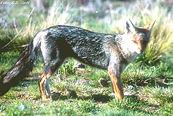 Zorro Gris