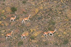 Manada de Guanacos