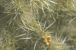 Detalle de las Espinas
