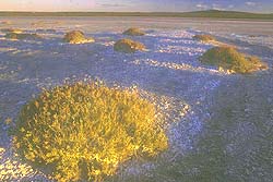 Salitral