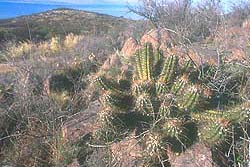 Mata de Cactus