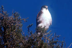 Aguilucho Común