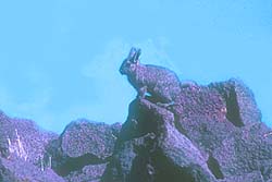 Vizcacha Serrana
