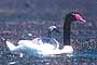 Cisne de Cuello Negro