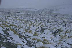 La Estepa Patagónica Nevada