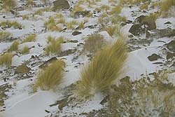 Pampa Nevada