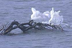 Hielo Sobre la Laguna