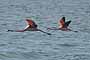 Flamencos Comúnes