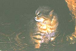 Gato del Pajonal