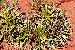Bromelias y Cactus Sobre el Farallón