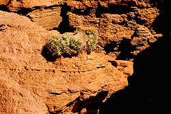 Plantas Epífitas Sobre el Farallón