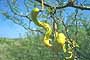 Fruto del Algarrobo