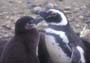 Pingüino de Magallanes