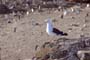 Gaviota Cocinera