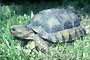 Tortuga Terrestre Común