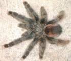 a_avicularia.JPG