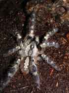 a_poecilotheria_female.jpg