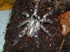 a_poecilotheria_female4.jpg