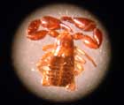 Pseudoscorpion (2).JPG