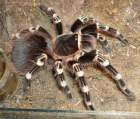 a_geniculata.JPG