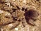 a_smithi.JPG