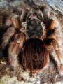 acanthoscurria_sp_brasil.JPG