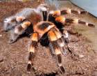 b_smithi.JPG