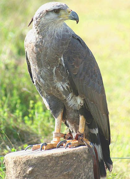 Águila Coronada