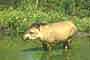 Tapir
