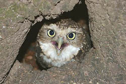Lechucita de las Vizcacheras