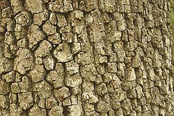 Corteza de Quebracho Colorado