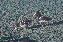 Pareja de Aguateros
