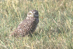 Lechucita de las Vizcacheras