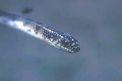 Culebra liophis