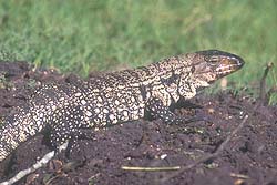Lagarto Overo