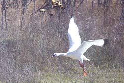 Cisne Coscoroba