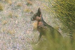 Mara